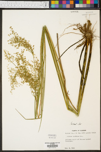 Juncus nodatus image