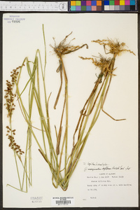 Juncus longii image