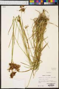 Juncus longii image