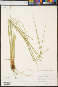 Juncus coriaceus image