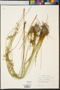 Juncus coriaceus image