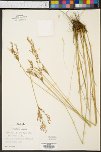 Juncus dichotomus image