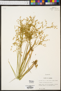 Juncus diffusissimus image