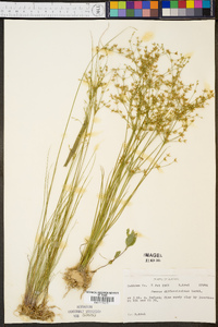 Juncus diffusissimus image