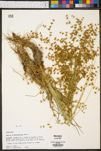 Juncus diffusissimus image