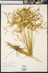 Juncus diffusissimus image