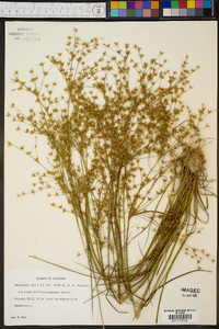 Juncus diffusissimus image