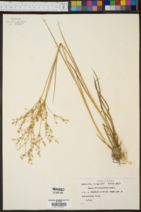 Juncus diffusissimus image