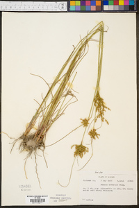 Juncus interior image