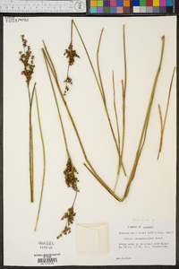 Juncus trigonocarpus image