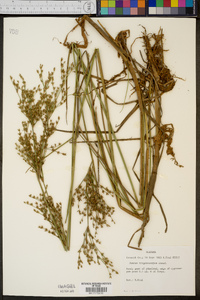 Juncus trigonocarpus image