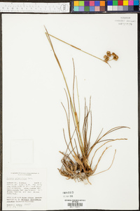 Juncus scirpoides image