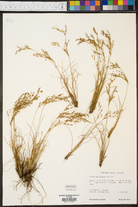 Juncus georgianus image