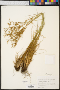 Juncus georgianus image