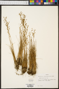 Juncus georgianus image