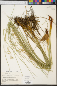 Juncus gymnocarpus image