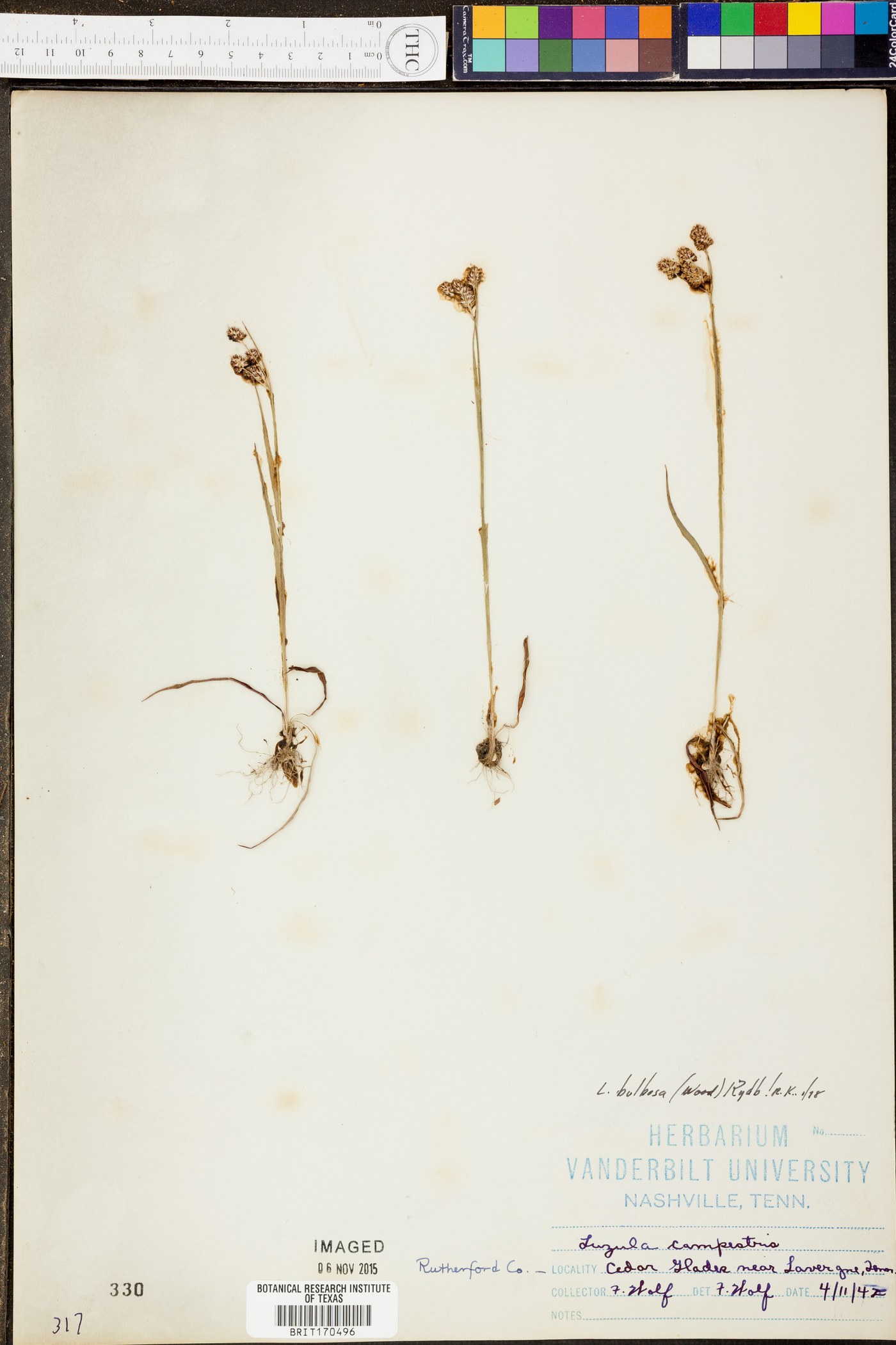 Luzula bulbosa image