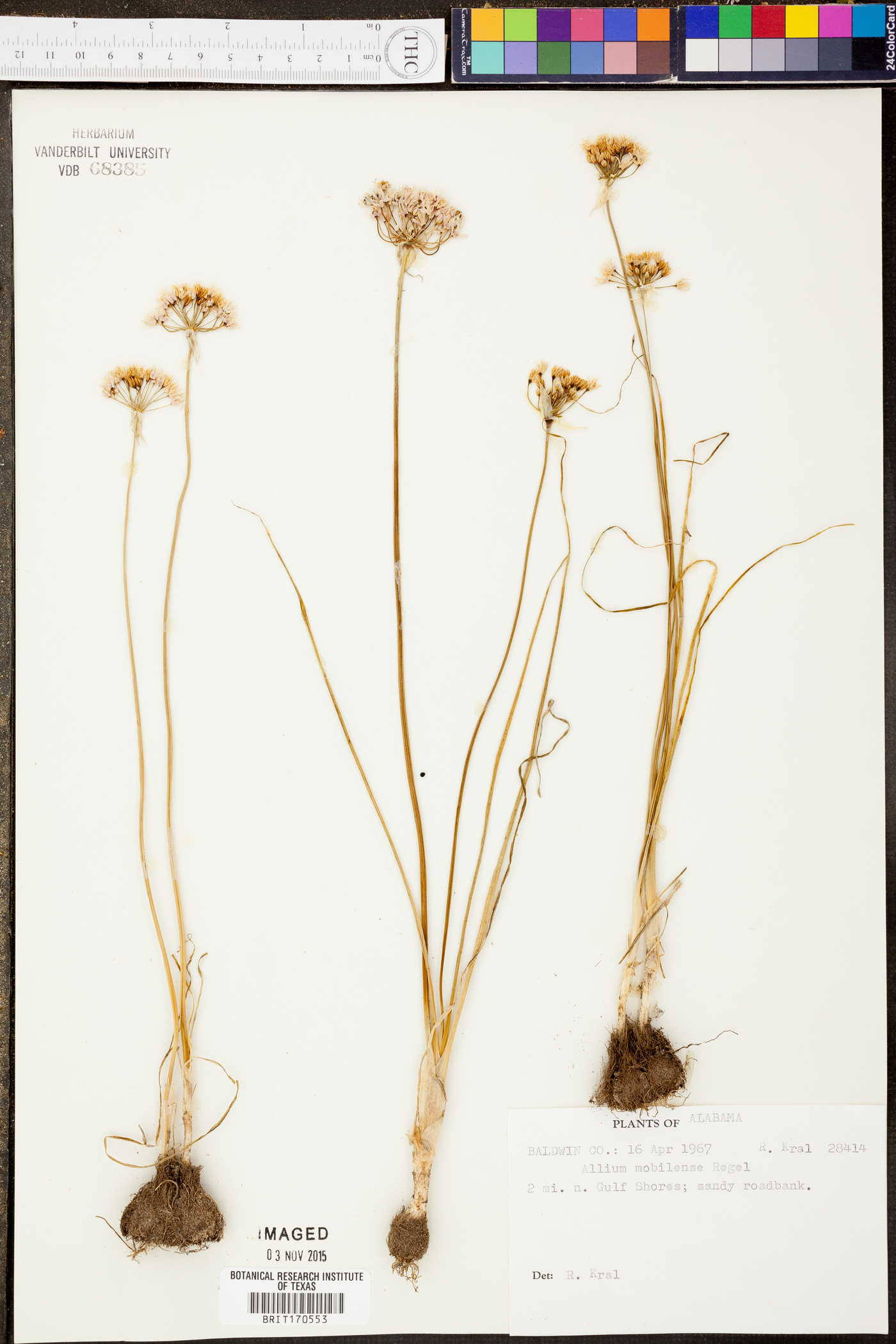 Allium canadense var. mobilense image