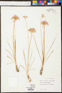 Allium canadense var. mobilense image