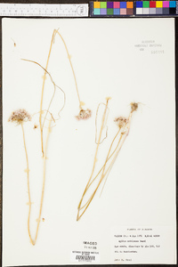 Allium canadense var. mobilense image