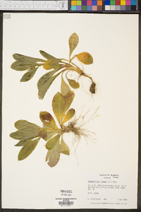 Chamaelirium luteum image