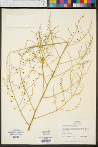 Asparagus officinalis image
