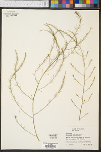 Asparagus officinalis image