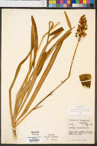 Amianthium muscitoxicum image