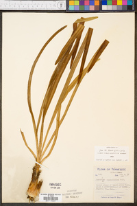 Amianthium muscitoxicum image