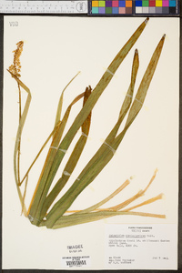 Amianthium muscitoxicum image