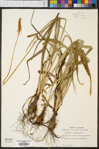 Amianthium muscitoxicum image