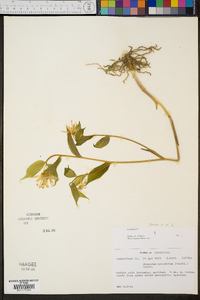 Disporum maculatum image