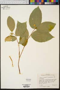 Disporum maculatum image