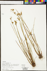 Juncus scirpoides image