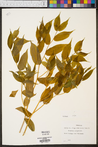 Disporum lanuginosum image