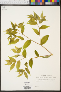 Disporum lanuginosum image