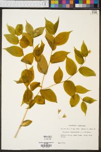 Disporum lanuginosum image