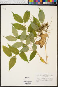 Disporum lanuginosum image