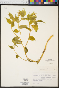 Disporum lanuginosum image