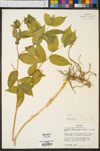 Disporum lanuginosum image