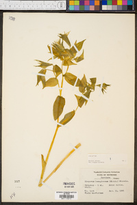 Disporum lanuginosum image