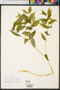 Disporum lanuginosum image