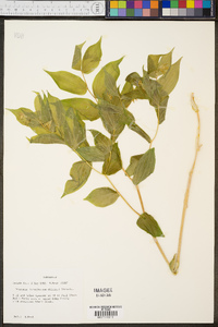 Disporum lanuginosum image