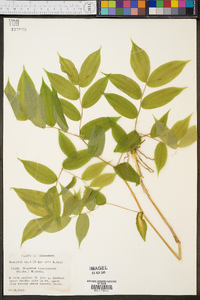 Disporum lanuginosum image