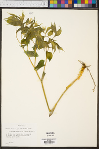 Disporum lanuginosum image