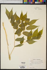 Disporum lanuginosum image