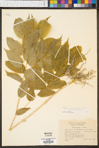 Disporum lanuginosum image