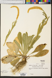Chamaelirium luteum image