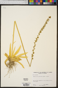 Aletris aurea image