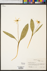 Erythronium albidum image